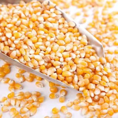 China Professional Manufacturer Dry Fresh Farmers Produce High Quality Maize Seasonal Maize for sale