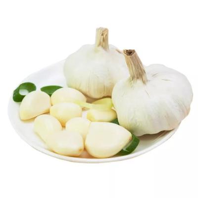 China Wholesale fresh made in china china shandong garlic fresh vegetable seasonal high quality garlic for sale