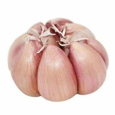 China Wholesale fresh made in china china shandong garlic fresh vegetable seasonal high quality garlic for sale