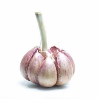 China Excellent Quality China Shandong Garlic Fresh Vegetable Seasonal High Quality Garlic for sale