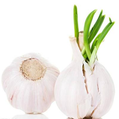 China China Fresh Professional Supplier Fresh Farmers Grow Their Own High Quality Garlic Seasonal Garlic for sale