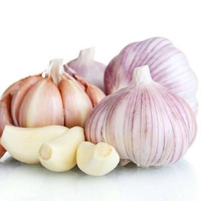 China White Garlic Sale In 2021 Bulk Fresh Fresh Chinese Normal Garlic Like Hot Cakes for sale