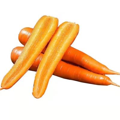 China Large price china shandong carrot fresh vegetables seasonal high quality carrots for sale