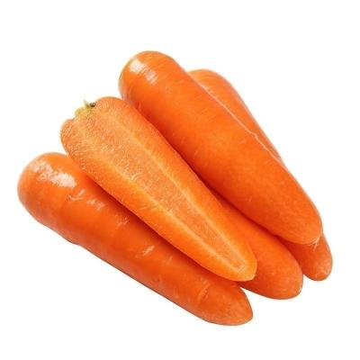 China Fresh super quality fresh farmers produce high quality carrots and seasonal carrots for sale