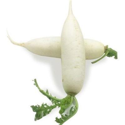 China Large Fresh Fresh Radish Price Per Ton White Radish Of Fresh Raw Sweet And Crispy Radish for sale