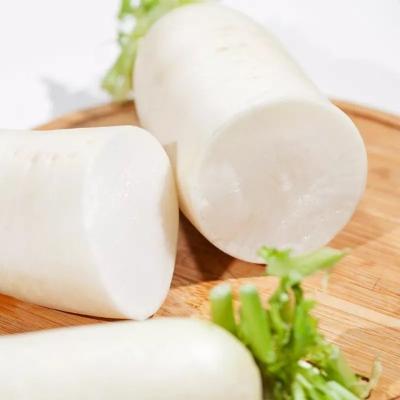 China Large radish of professional fresh white seasonal vegetable maker radish for sale