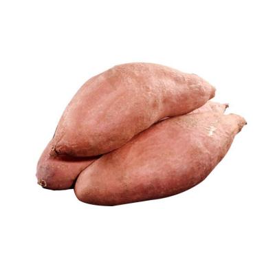 China Wholesale Fresh Best Selling Fresh Onions Are Used For Cooking Seasonal Sweet Potatoes High Quality Sweet Potatoes for sale