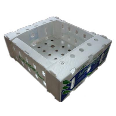 China Recyclable plastic corrugated twin wall corfulte corrugated pp plastic corrugated cool avocado box for sale