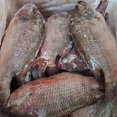 China Best Tilapia Whole Round to Africa for sale