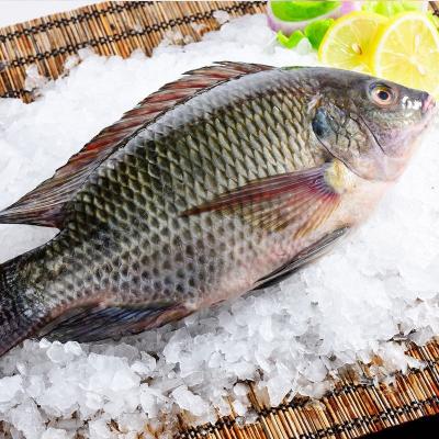 China Tilapia Peces Tilapia Sea Fish Tilapia Poisson Prix Trans-Fat Free, Low-Fat, nature Oreochromis Niloticus for sale