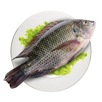 China Tilapia Poisson Tilapia Sea Fish Prix Trans-Fat Free, Low-Fat, nature Oreochromis Niloticus for sale