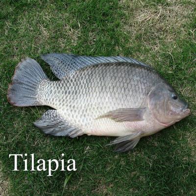 中国 Frozen tilapia Sea Fish Tilapia Poisson Prix Trans-Fat Free, Low-Fat, nature Oreochromis Nilwhole round 販売のため