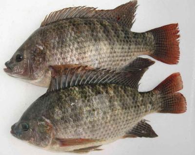 China Fresh Frozen Tilapia Sea Fish Tilapia Poisson Prix Trans-Fat Free, Low-Fat, nature Oreochromis Niloticus for sale