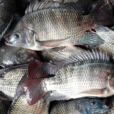 China Hot Sale Tilapia Whole Round to Africa for sale