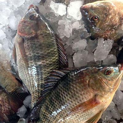 China Frozen Tilapia Fish Factory for sale