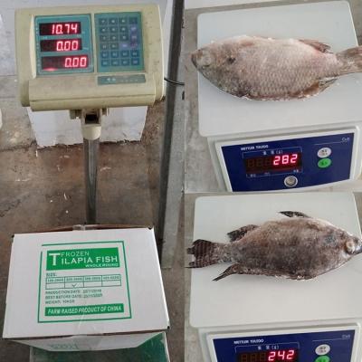 China Wholesale tilapia Export frozen foods tilapia with cheap price for sale