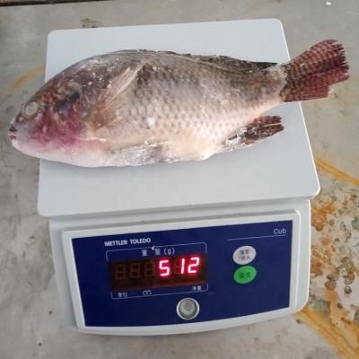 China Natural frozen tilapia fish 400-600g per piece for sale