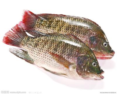 China Wholesale talapia bream fish 100-200gr with cheap price for sale