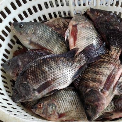 China Frozen Tilapia Fish Supplier Chinese Factory for sale