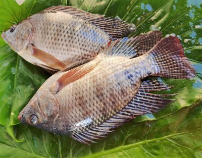 China Frozen Tilapia Fish Bream 200-300g Hot Sale to Africa at Good Price for sale