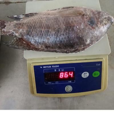 China Frozen Tilapia Fish 800gr Hot Sale to West Africa for sale