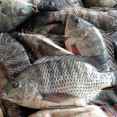 China Frozen Tilapia Factory, Tilapia Fish Farm, Tilapia Bream 100-200g, 200-300g,300-500g,500-800g, 800g up for sale