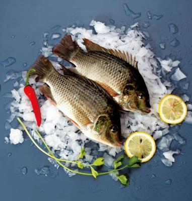 China Tilapia gutted Frozen Fish Tilapia Oreochromis Niloticus to Kenya for sale