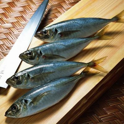 China Frozen Fish Frozen Horse Mackerel trachurus Guangdong, China for sale