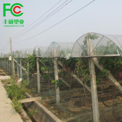 China Custom Anti IR UV Anti Fog Anti Drop All Large Color Large Size Agricultural White Greenhouse Plastic Sheet PE Tunnel Cover Sheet Table Grapes Cover Film for sale