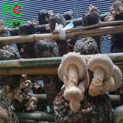 China Three-layer structure design specially film for mushroom planting cover, mushroom greenhouse shed for sale