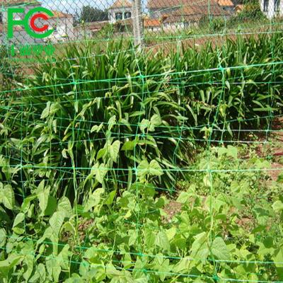 China Plants Plastic Climbing Plant Support Mesh/Gardening /Bean and Pea Net Netting, Plant Support Net for Cucumber for sale