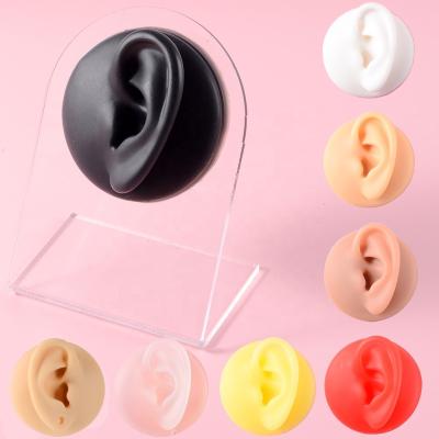 China FASHIONABLE Practice Body Puncture Jewelry Simulation Silicone Ear Human Model With Display Stand Use For Tattoo Display Tool for sale