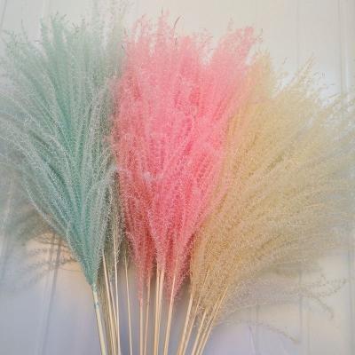 China Weding Home Decoration Hot Sale Dried Ponytail Beater Grass Reed Small Pampas Grass For Wedding Decoration for sale