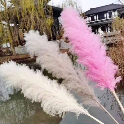 China Wholesale Home Decoration Pink Colorful Pampas Grass White Pampas Grass White Pampas Grass For Wedding Decoration for sale