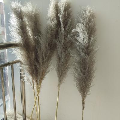 China Designs Wholesale Most Popular Dry Natural Gray Ins Pampas Grass For Wedding Decoration for sale