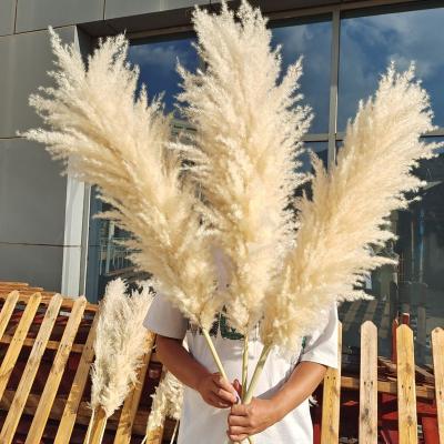 China Wedding Flower Arrangements Extra Large Dried Natural Pampas Grass Wholesale For Wedding Decoration for sale