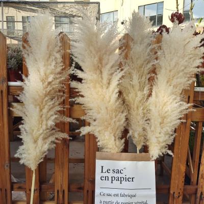 China Wedding Flower Arrangements Amazon Hits Real Natural Dried Fluffy Pampas Grass For Wedding Decor for sale