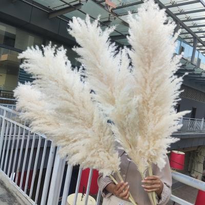 China Real Natural Pampas Grass Amazon Top Sale Large Pampas Grass Dried Flowers For Wedding Decoration for sale