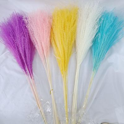 China Home Weding  Decoration wholesale colorful natural horsetail whisk grass small pampas grass for wedding decoration for sale