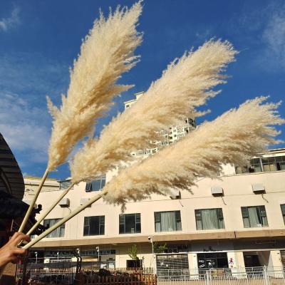 China Wedding Flower Arrangements High Quality Natural Dry Pampas Grass Bouquet For Wedding Decoration for sale