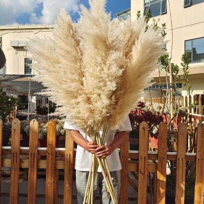 China Wedding Flower Arrangements Fluffy Feathers Natural Dried Pampas Grass Great For Wedding Decoration for sale