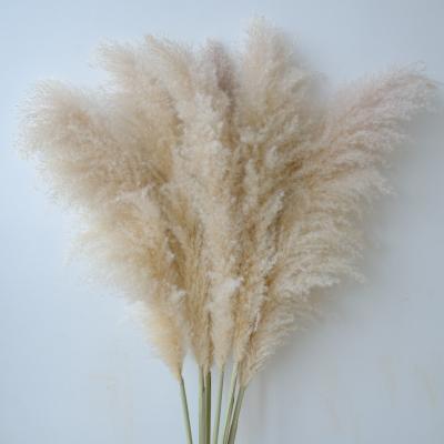 China Wedding Flower Arrangements 2021 High Quality Pampas Grass Reed Real Plant For Wedding Decoration for sale