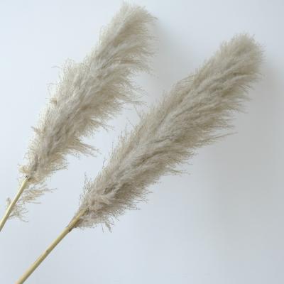 China High Quality Natural Gray Color Tubular Grass Designs Gray Pampas Grass For Wedding Decoration for sale