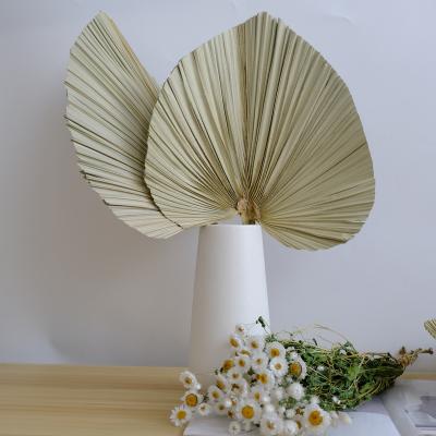 China Wholesale high quality dry flower palm leaves dried palm leaf fan for wedding decoration for sale