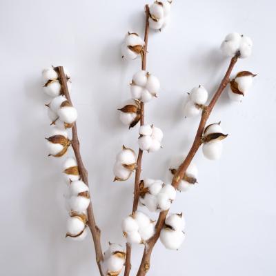 China Wedding Wholesale White Dry Flower Arrangements Cotton Dried Flower For Wedding Home Decoration for sale