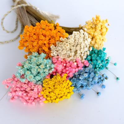 China Wedding Flower Arrangements High Quality Preserved Flower Dried Flowers Brazilian Star Flower Small For Wedding Decor for sale