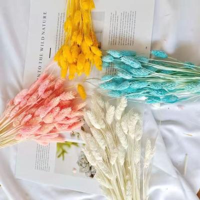 China Dried flowers the popular dry flower gem grass jewelweed for wedding home party and office decoration for sale