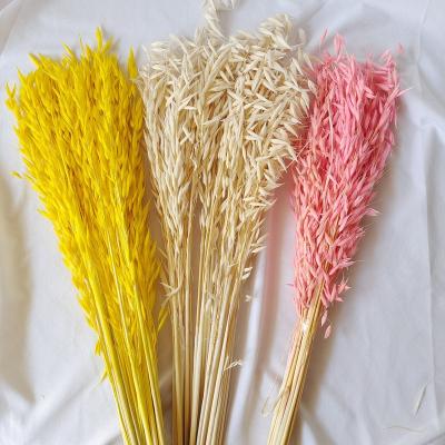 China High quality designs but cheap dry oat grass oatmeal flowers for wedding home decoration for sale