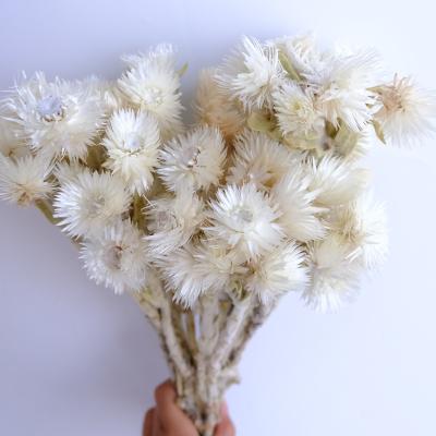 China Wedding Flower Arrangements Scandinavian Style Dried Chrysanthemum Flower Rock Flower For Wedding Bouquet Decoration for sale