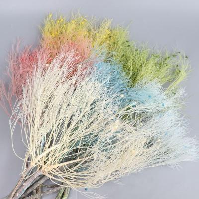 China Natural Plants Wholesale Colorful Dried Flower Preserved Grass Dream For Wedding Home Party Decoration for sale